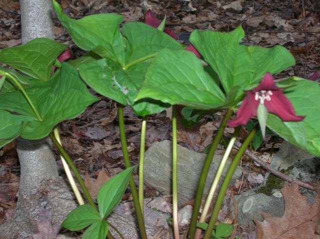 Purple Trillium